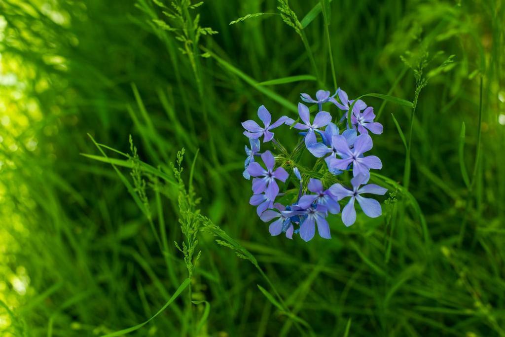 Oak Grove Bed And Breakfast South Boston Zewnętrze zdjęcie